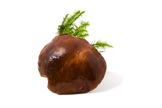 The Polish mushroom with a moss, photographed on a white background
