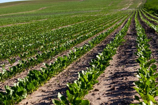 the agricultural field on which grow sprouts beetroot. Spring