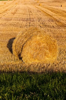 the straw put in a stack after wheat harvesting