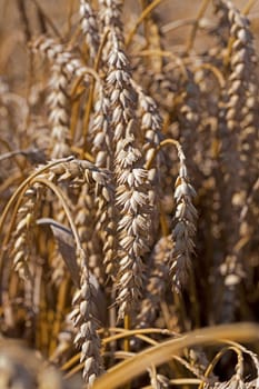 Agricultural field on which grow ripe cereals