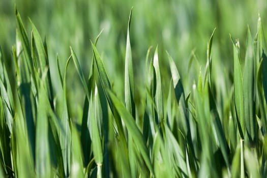 photographed close up green leaves of wheat, close-up, Spring