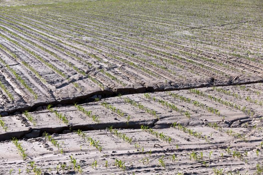 Agricultural field,  this position the cracked earth. early summer