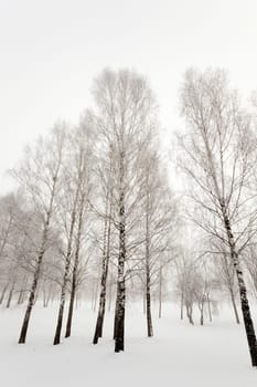 the trees photographed in a winter season.