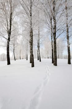 the small road photographed in a winter season