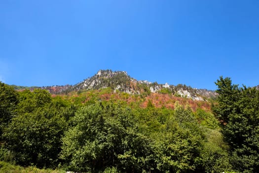 the mountains covered with various trees, other plants, Montenegro
