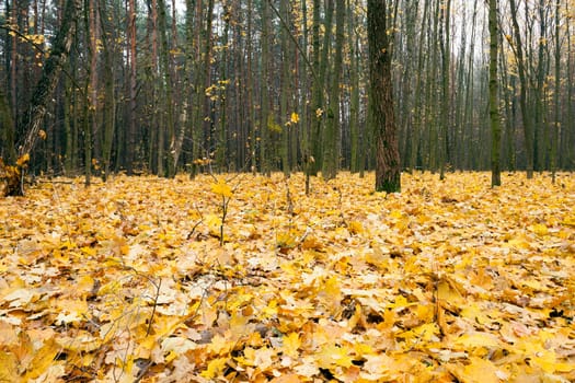 the trees photographed in autumn time, close up