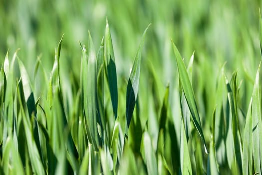 Agricultural field on which grow unripe green grass in spring season