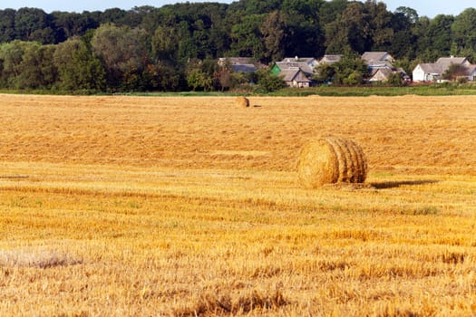 the straw put in a stack after wheat harvesting