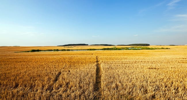 a narrow path in the agricultural field, which is tapered wheat. In the background to harvest.
