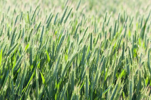 Agricultural field on which grow green unripe cereal. Spring