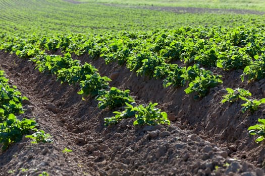 photographed close-up green shoots of potatoes. furrow, spring