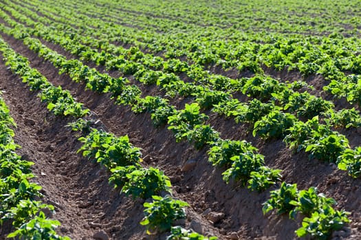 furrow plowed land on which grow potatoes. close up, spring season