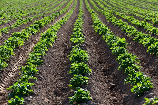 an agricultural field on which grows green potatoes. furrow. Spring. close-up