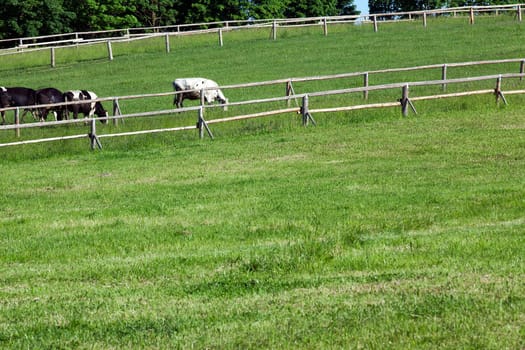 an old wooden fence for animals raised on the farm. Spring, green grass