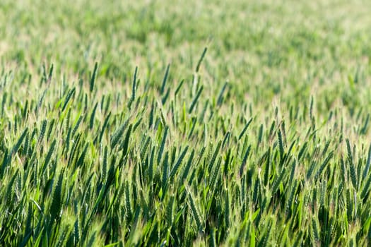 photographed close-up farm field on which grow green immature cereals. Spring