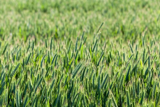Agricultural field on which grow green unripe cereal. Spring
