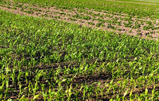 the sprouts of young corn photographed by a close up