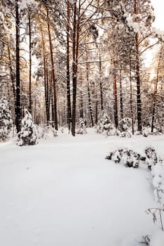 the trees photographed in a winter season.