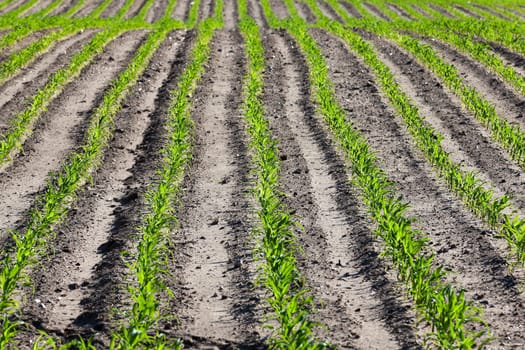 agricultural field with young corn in spring season. Belarus. close-up