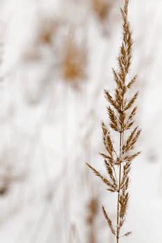 winter grass seeds  Photographed by close up