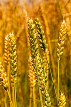 ripe ripened wheat in field. Filmed close up