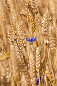 cornflower in the Rye ,  grows knapweed, close up