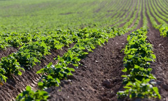 furrow plowed land on which grow potatoes. close up, spring season