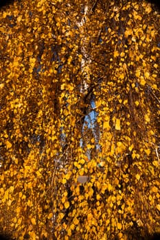the trees growing in the territory of the wood  in an autumn season