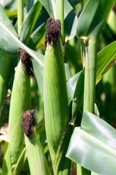 photographed close-up green unripe ear of corn