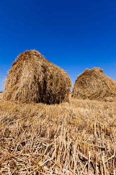 in a stack of twisted straw remains in the field after harvesting cereal