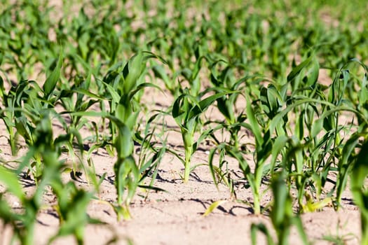 agricultural field on which to grow crops - corn in the spring season