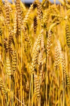 ripened cereals - the mature ears of cereals photographed by a close up