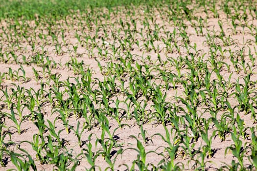 photographed close-up of young corn plants. Agriculture. Spring