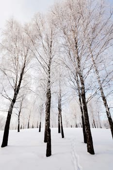 the trees photographed in a winter season.
