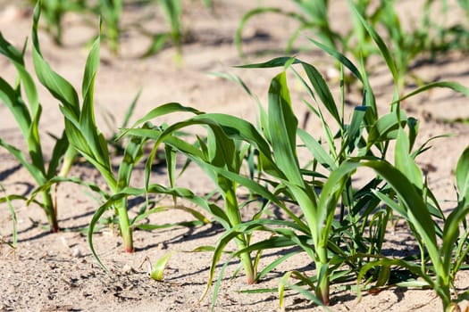 agricultural field on which to grow crops - corn in the spring season