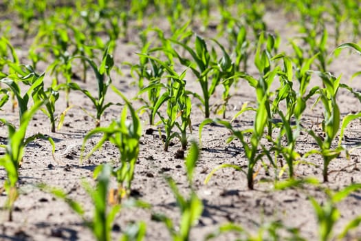 an agricultural field, which is growing young green corn. Spring. close-up