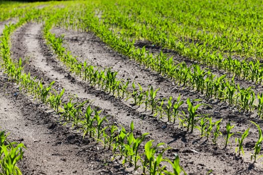 agricultural field with young corn in spring season. Belarus. close-up