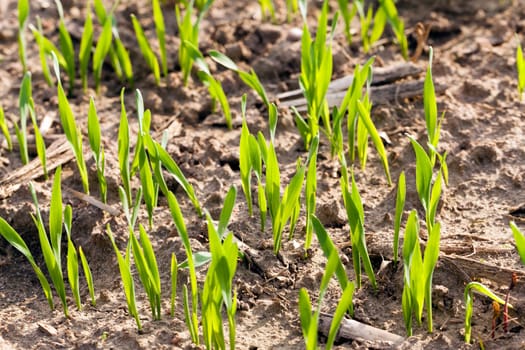 winter wheat sprouted in the field,  Close up.
