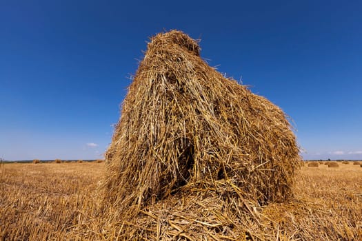 in a stack of twisted straw remains in the field after harvesting cereal