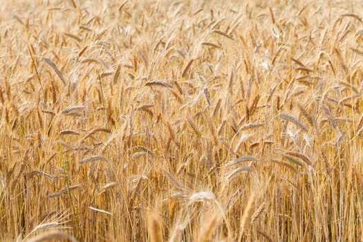 the ripened ears of cereals photographed by a close up