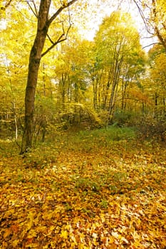 the trees growing in the territory of the wood   in an autumn season
