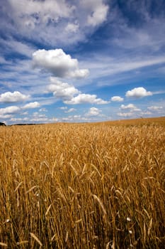 an agricultural field on which grows green unripe cereals