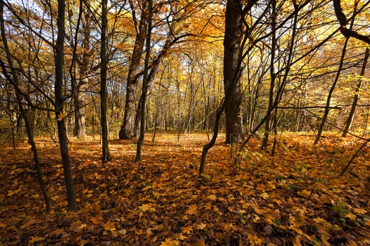 the trees photographed in autumn time, close up