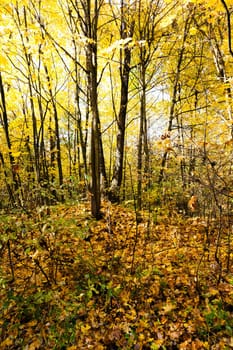 the trees growing in the territory of the wood   in an autumn season