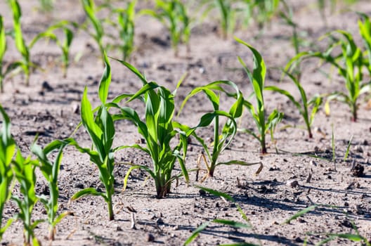 agricultural field on which to grow crops - corn in the spring season