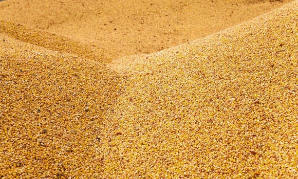 the corn unloaded in a heap after last harvesting