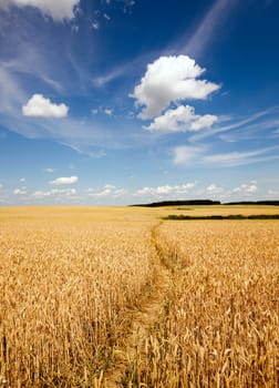 the small trodden footpath in an agricultural field