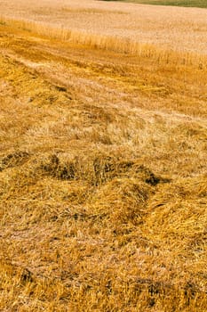 harvest cereals - an agricultural field on which were the crop of cereals is reaped