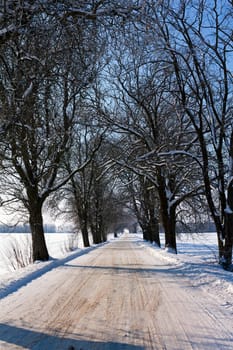 driving road covered with snow. There are trees on the roadside.