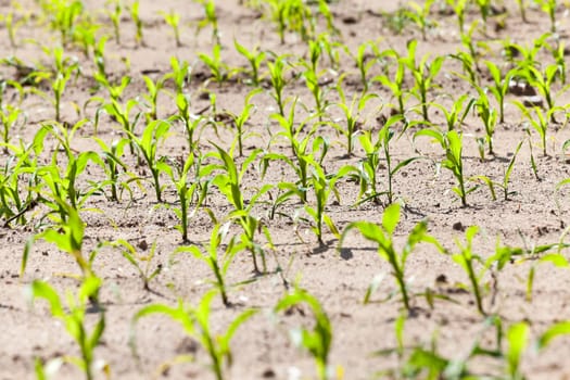 agricultural field on which to grow crops - corn in the spring season